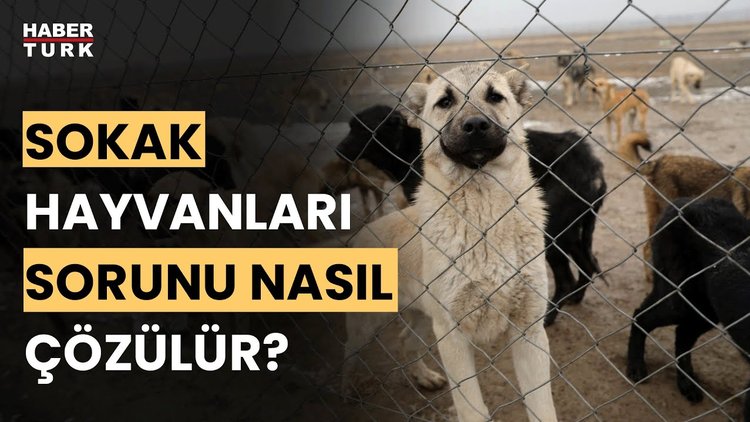 Hayvanseverler ne istiyor? Ali Muştu anlattı