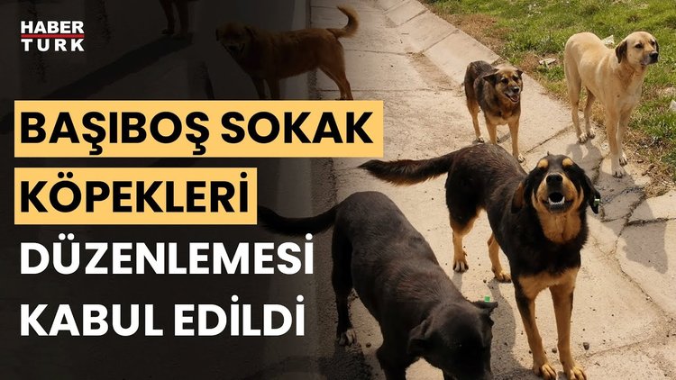 Başıboş sokak köpekleri teklifi komisyondan geçti! Fevzi Çakır yanıtladı