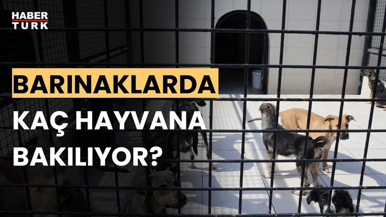 Ümraniye&#039;de yeni barınak açılacak mı? Ümraniye Belediye Başkanı İsmet Yıldırım anlattı