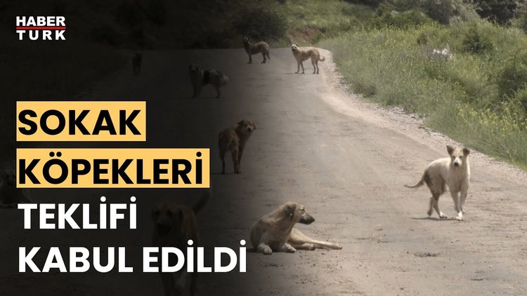 Sokak hayvanları düzenlemesi nasıl olacak? Aykut Türel anlattı