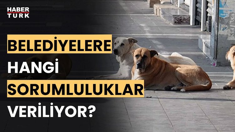 Sahipsiz köpek düzenlemesi TBMM'de. Detayları Mahir Kılıç aktardı