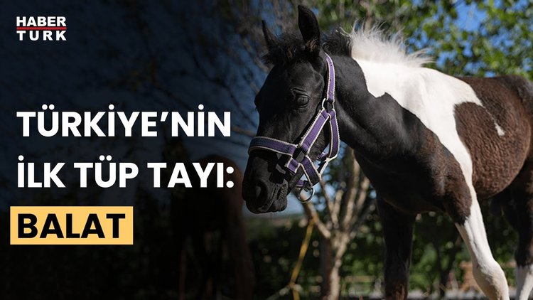 Türkiye'nin ilk tüp tayı "Balat" görücüye çıktı