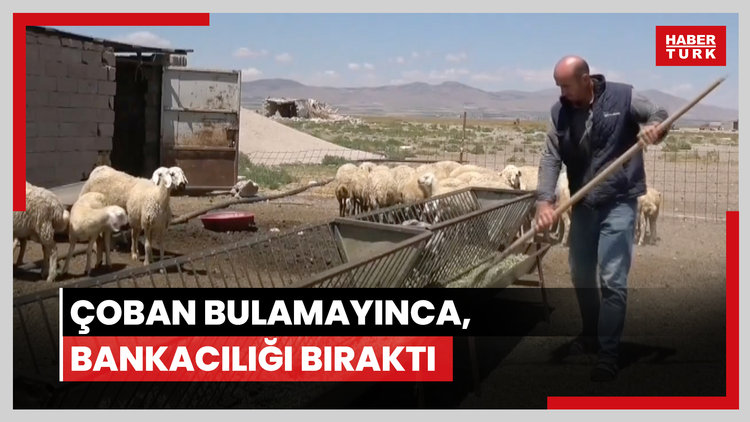 Babasından kalan hayvanlara çoban bulamayınca, bankacılığı bıraktı
