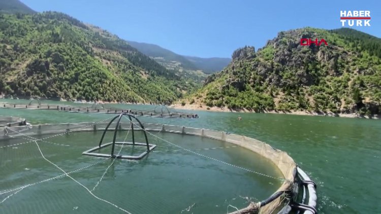 Ayının barajda yüzerek ulaştığı kafesten balık avı kamerada