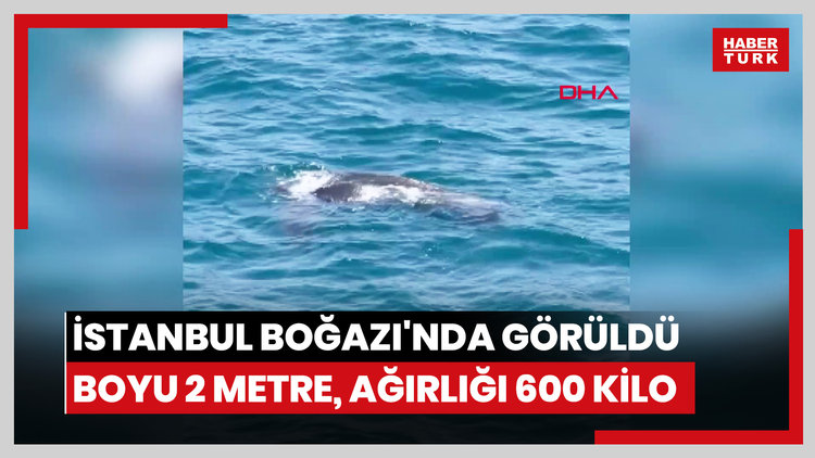 İstanbul Boğazı'nda görüldü: Boyu 2 metre, ağırlığı 600 kilo