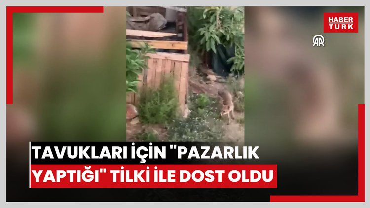 Tavukları için "pazarlık yaptığı" tilki ile dost oldu