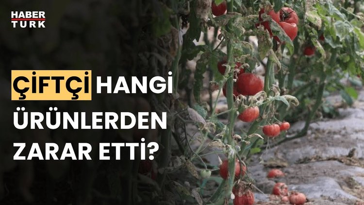 Ürünler bu yıl neden tarlada kaldı? Mine Ataman anlattı