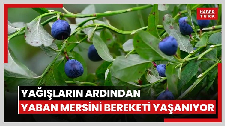 Yağışların ardından yaban mersini bereketi yaşanıyor