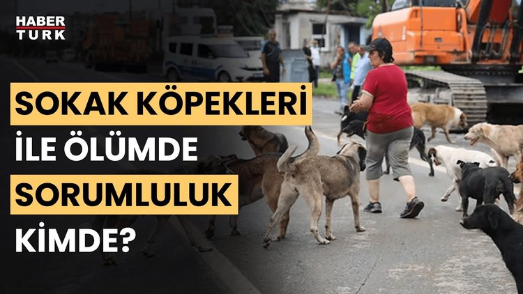 Başıboş sokak köpekleri ile ölümde sorumluluk kimde? Ali Başkan yanıtladı