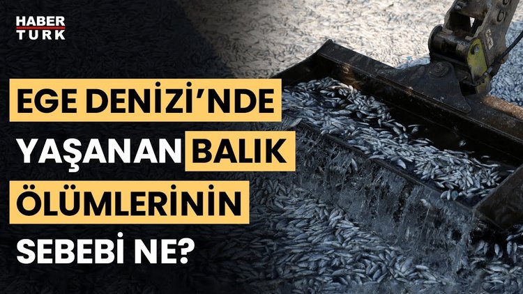 İzmir Körfezi ve Yunan kıyılarında balıklar niye ölüyor? Prof. Dr. Doğan Yaşar değerlendirdi