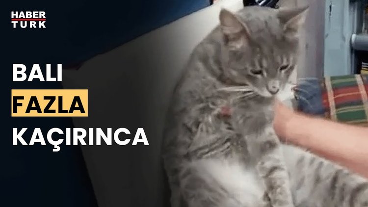 Bal yiyen kedi fenalaştı