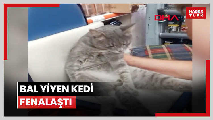 Bal yiyen kedi fenalaştı