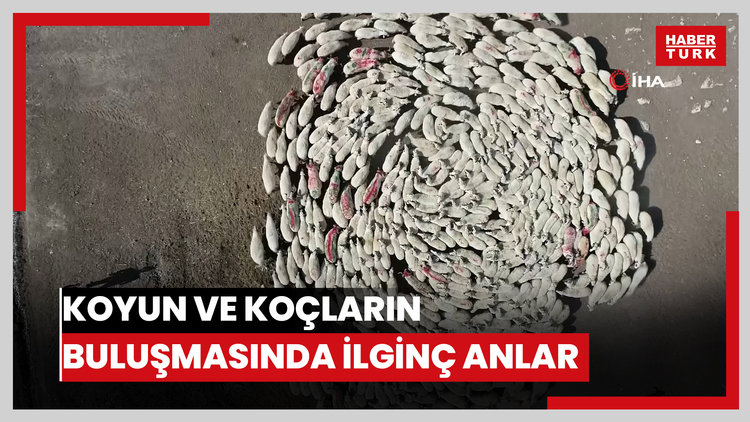 Koyun ve koçların buluşmasında ilginç anlar