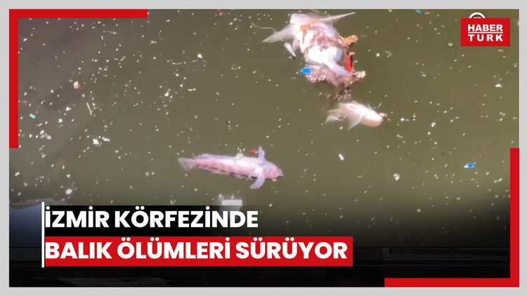 İzmir Körfezinde balık ölümleri sürüyor