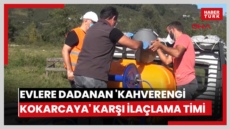 Giresun'da evlere dadanan 'kahverengi kokarcaya' karşı ilaçlama timi