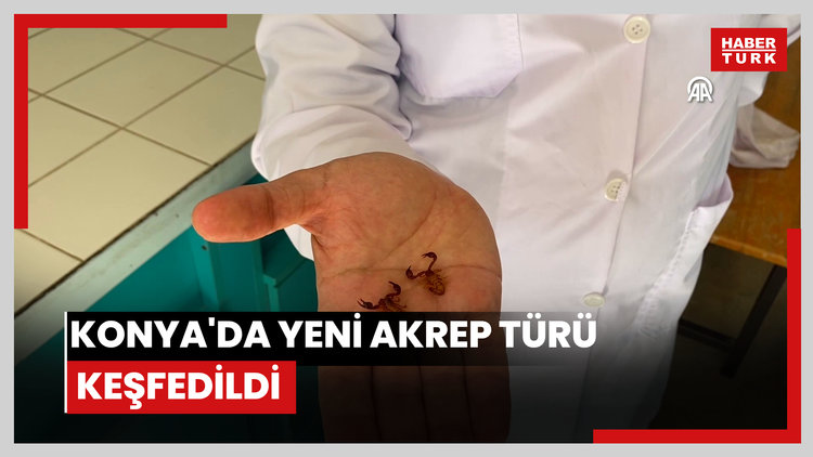Konya'da yeni akrep türü keşfedildi
