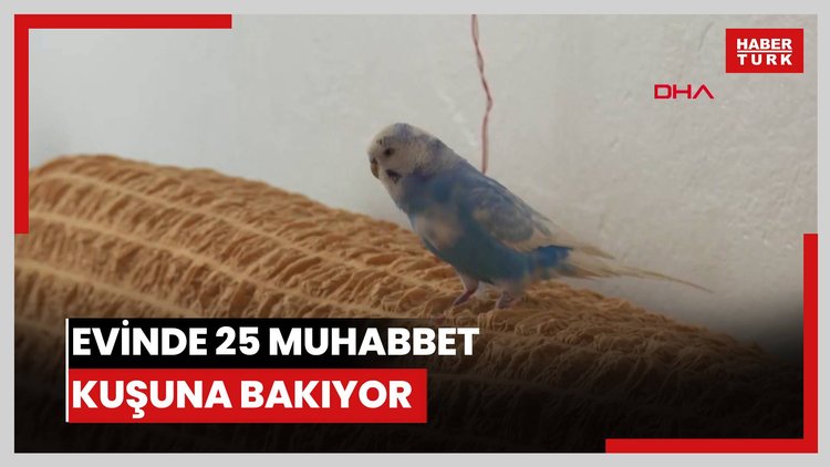 Eşinin Sevgililer Günü'nde aldığı Paşa'yı çok sevdi; evinde 25 muhabbet kuşuna bakıyor