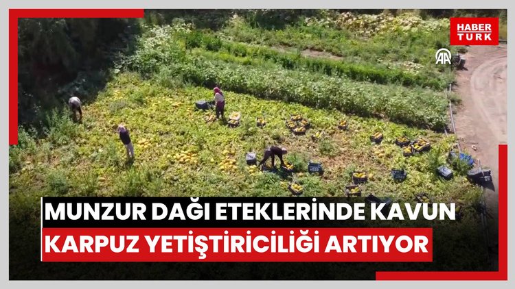 Munzur Dağı eteklerinde kavun, karpuz yetiştiriciliği artıyor