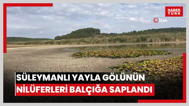 Doğa harikası Süleymanlı Yayla Gölünün nilüferleri balçığa saplandı