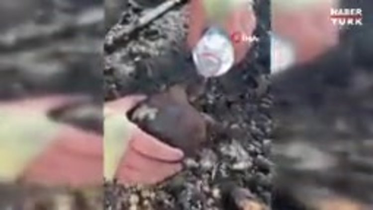 Yaşam mücadelesi veren kaplumbağayı itfaiye ekipleri kurtardı