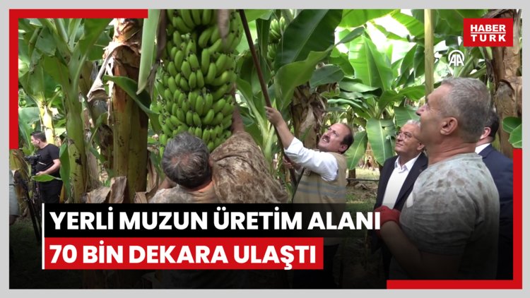 Yerli muzun üretim alanı 70 bin dekara ulaştı