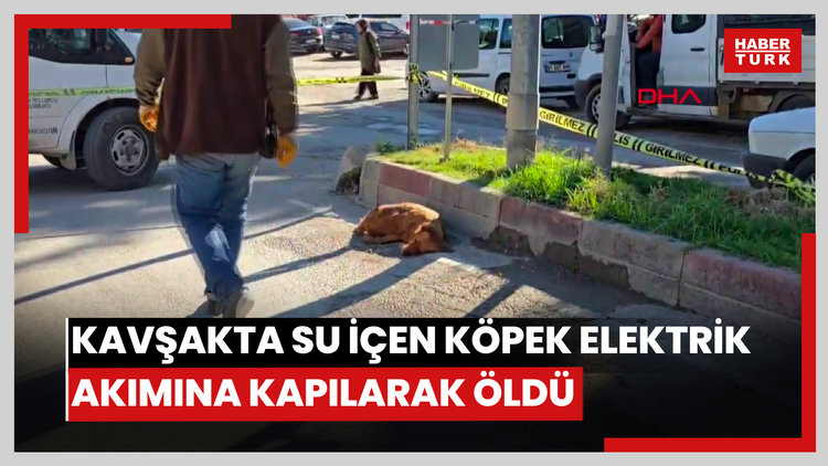 Kavşakta su içen köpek elektrik akımına kapılarak öldü