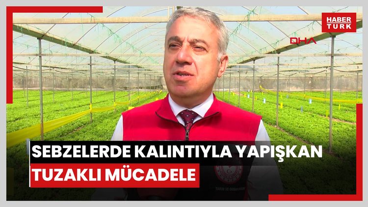 Yaprağı yenen sebzelerde kalıntıyla yapışkan tuzaklı mücadele