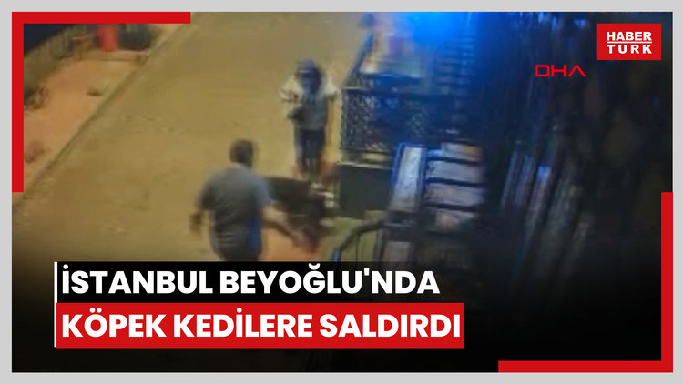 Köpek kedilere saldırdı, sahibi gözaltına alındı