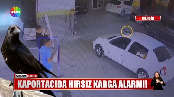 Karga, anahtarı çaldı!