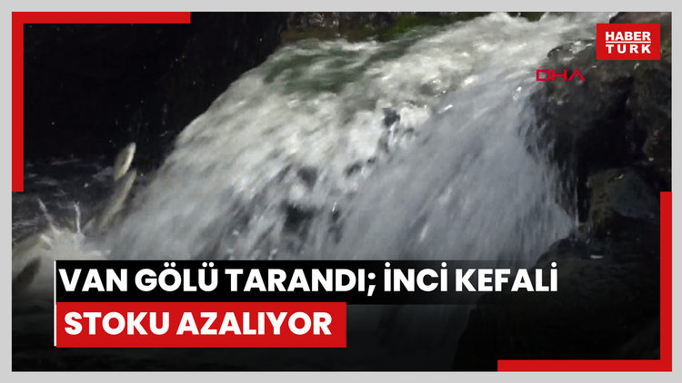Van Gölü tarandı; inci kefali stoku azalıyor