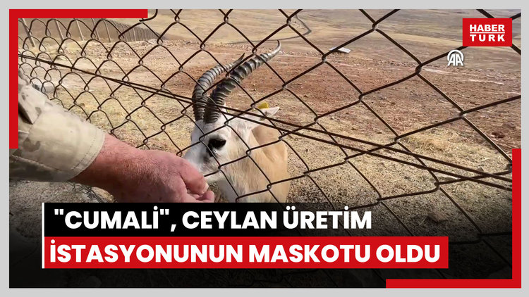 "Cumali", ceylan üretim istasyonunun maskotu oldu