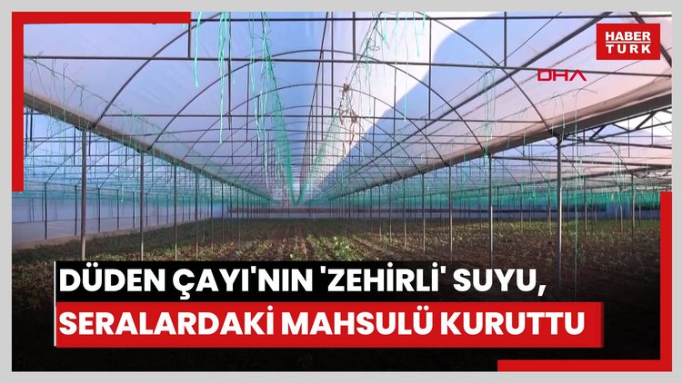 Düden Çayı'nın 'zehirli' suyu, seralardaki mahsulü kuruttu