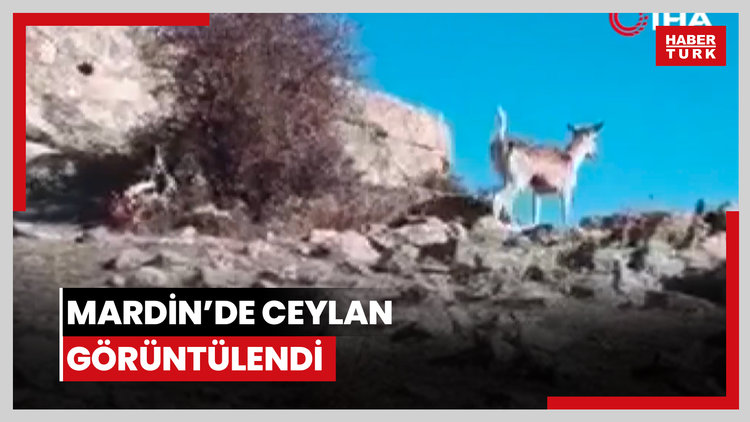 Mardin'de ceylan görüntülendi