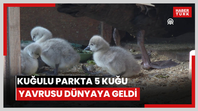 Kuğulu Parkta 5 kuğu yavrusu dünyaya geldi
