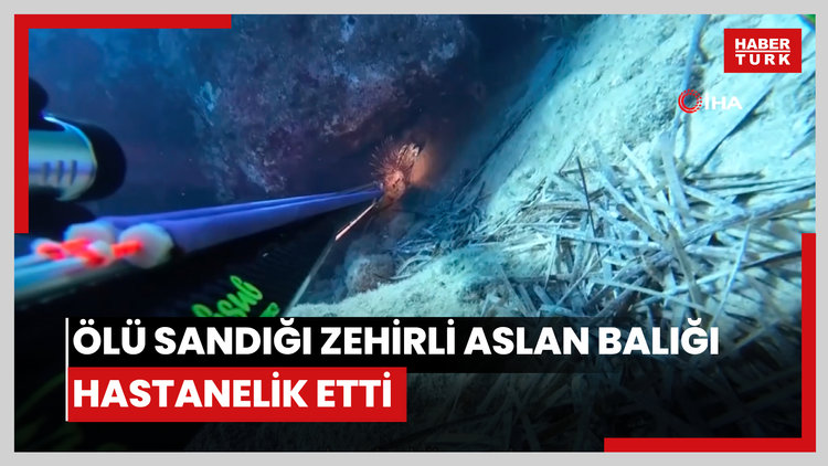 Ölü sandığı zehirli aslan balığı hastanelik etti