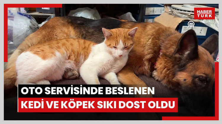 Oto servisinde beslenen kedi ve köpek sıkı dost oldu