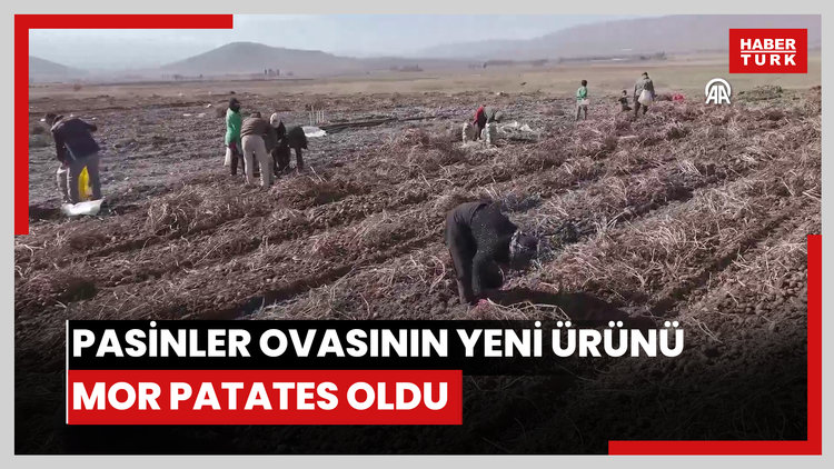 Pasinler Ovasının yeni ürünü mor patates oldu