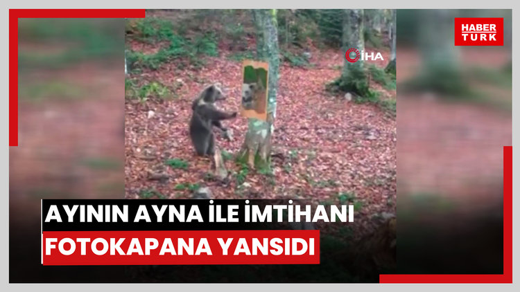 Ayının ayna ile imtihanı fotokapana yansıdı