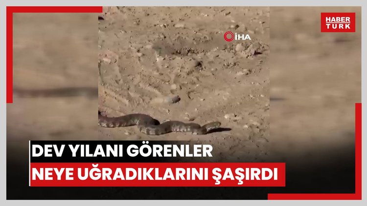 Dev yılanı görenler neye uğradıklarını şaşırdı