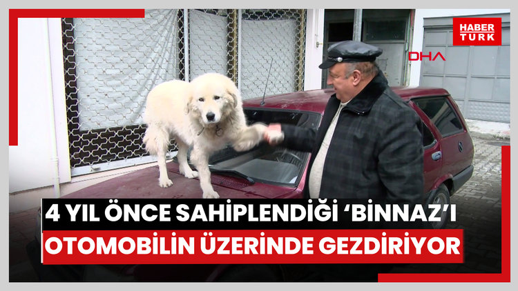 4 yıl önce sahiplendiği 'Binnaz'ı, otomobilin üzerinde gezdiriyor