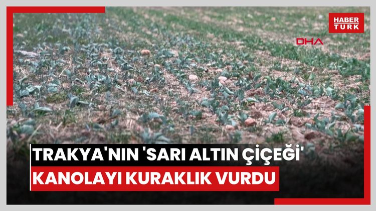 Trakya'nın 'sarı altın çiçeği' kanolayı kuraklık vurdu.