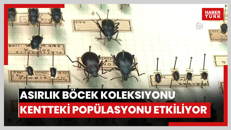 İstanbul'un bir asırlık böcek koleksiyonu kentteki popülasyonun değiştiğini gösteriyor
