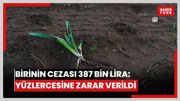 Birini koparmanın cezası 387 bin lira olan kum zambaklarının yüzlercesine zarar verildi