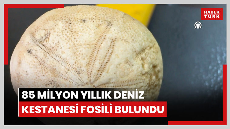85 milyon yıllık deniz kestanesi fosili bulundu