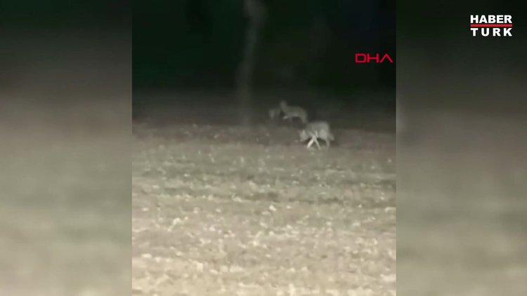 Kurt sürüsü traktörün etrafını sardı; o anlar kamerada