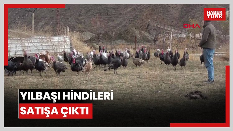 Yılbaşı hindileri satışa çıktı: Fiyatlar cep yakıyor