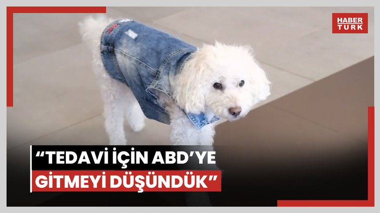 Çocuğu gibi gördüğü köpeğine kanser teşhisi konmuştu: "Tedavi için ABD'ye gitmeyi düşündük"