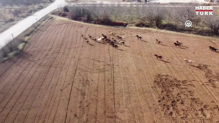 Isparta'da yılkı atları dronla görüntülendi