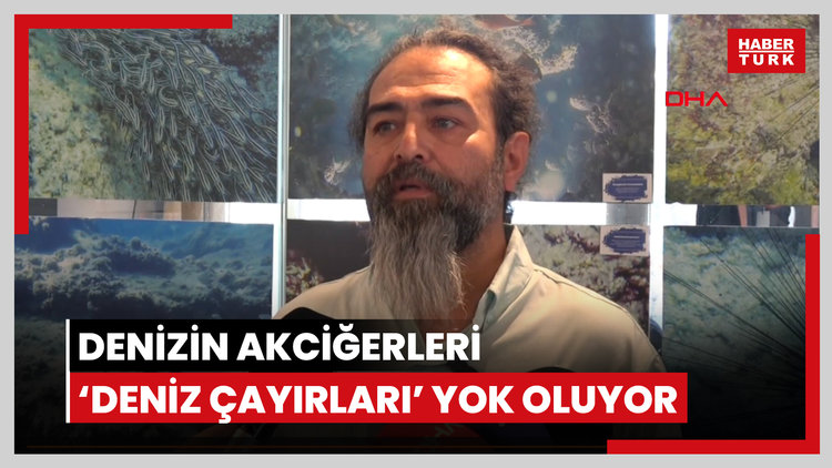 Denizin akciğerleri 'deniz çayırları' yok oluyor