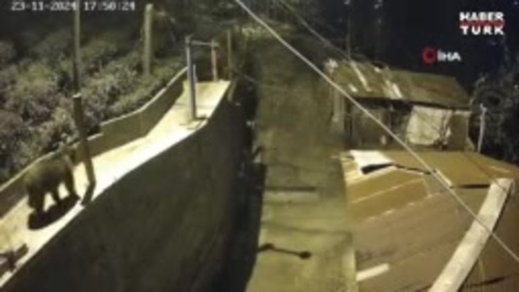 Kış uykusuna yatmayan ayı ortalığı birbirine kattı